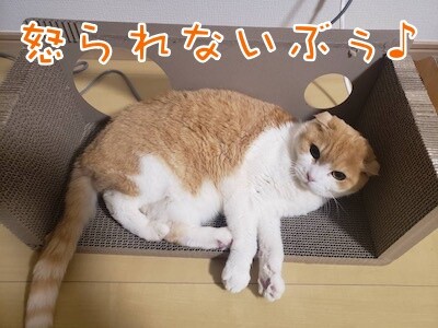 凌86
