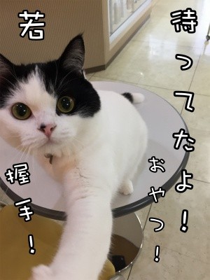 珠若278