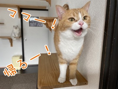 ココナッツ121