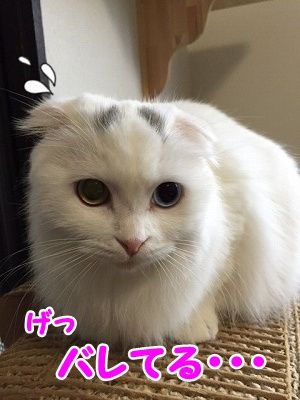 もえ (13)