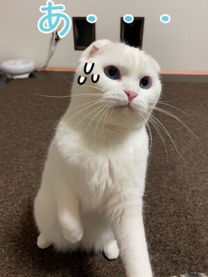 殿734