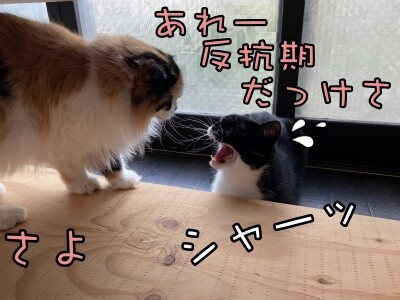 茶牛164