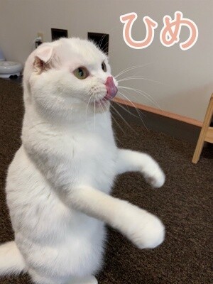 ひめ245