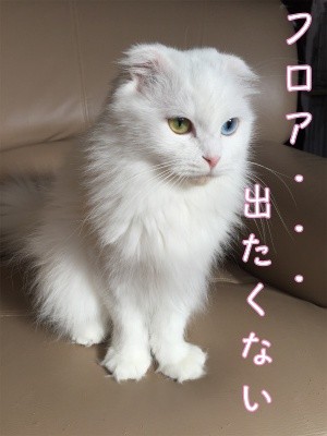 もえ1