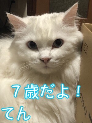 てん12
