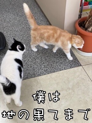 珠若704