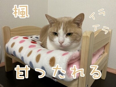 楓568