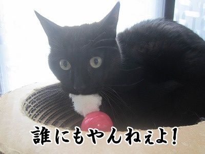 怜