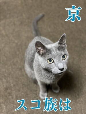 京560