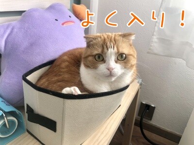 ベルビル154