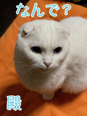 殿844