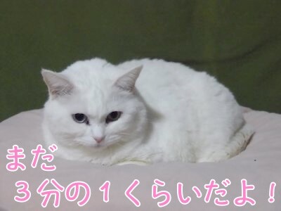 しらたま20
