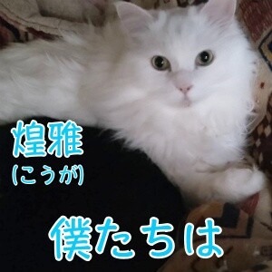 こここ23
