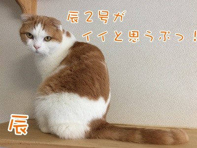 辰111