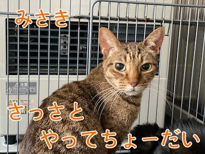 みさき397