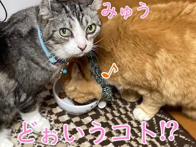 きなこ56