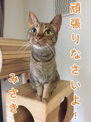 みさき74