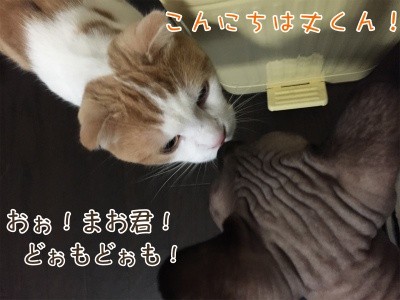 まお45