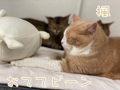 楓979