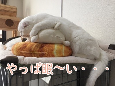 ひめ50