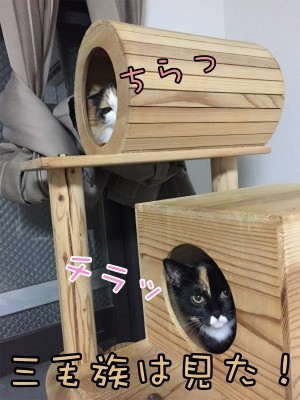 みんな710