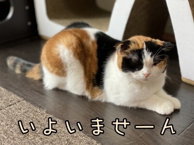 いよ293