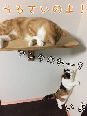 ココナッツ39