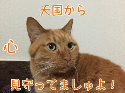心110