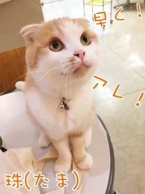 珠若279