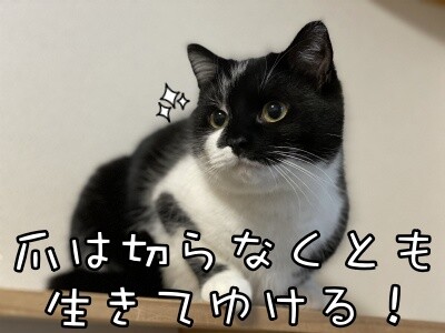 茶牛155