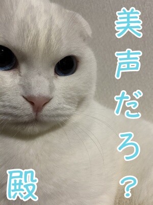 殿533