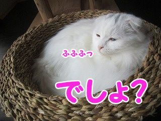 もえ (91)