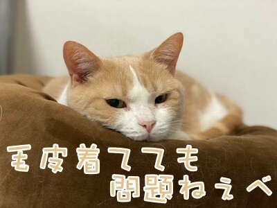 みんな600