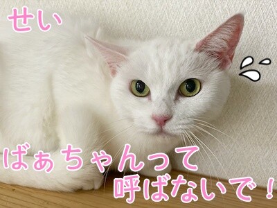 せい5