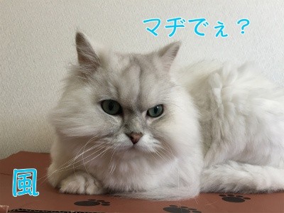 風7
