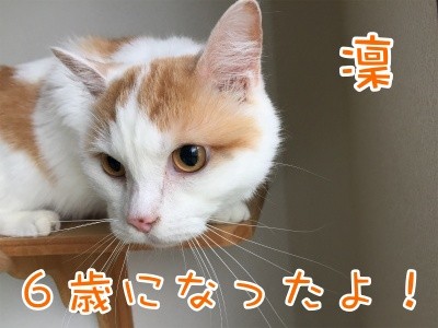 凜4