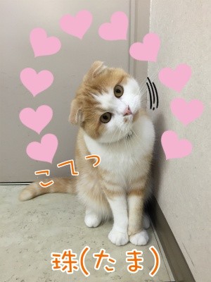 珠若291