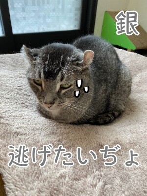 銀423