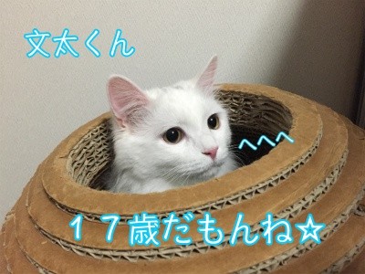 文太13