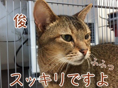 俊211