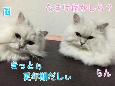 みんな373