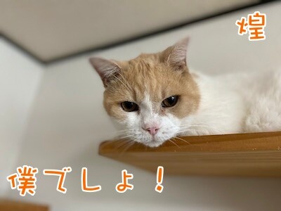 煌52
