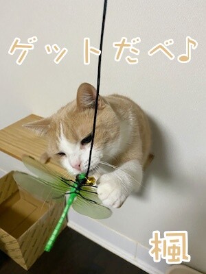 楓1231