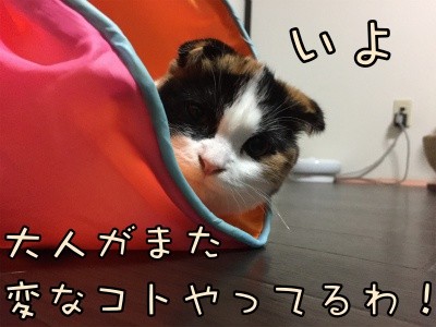 いよ12