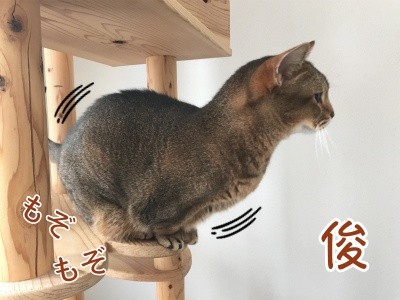 俊127