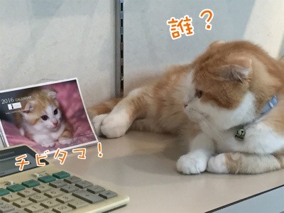 珠29