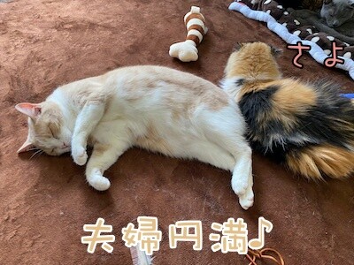 楓351