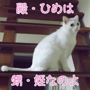 しらたま15