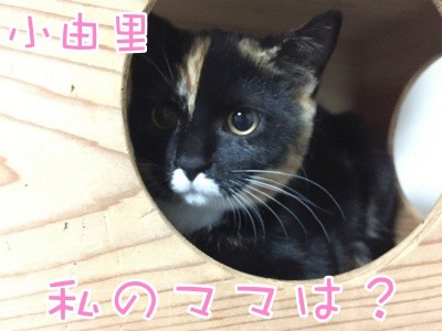 茶牛38