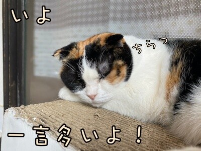 いよ94